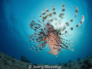 Lionfish Sunburst by Joerg Blessing 